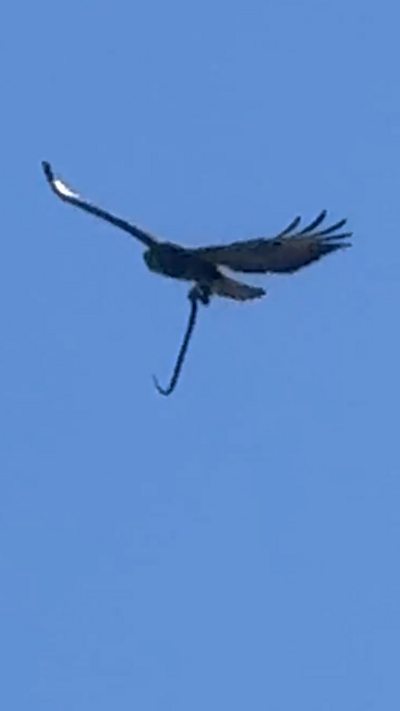 A buzzard soars, with a snake hanging from its talons. From Robbie Strudwick