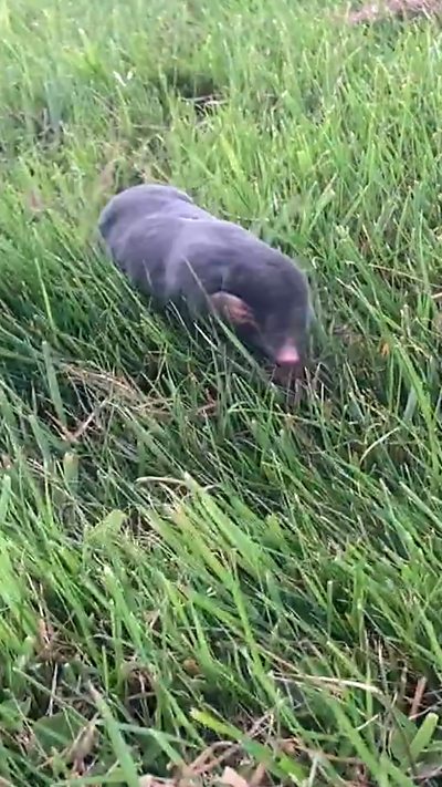 A mole walking above ground in the grass. From Scott Lord
