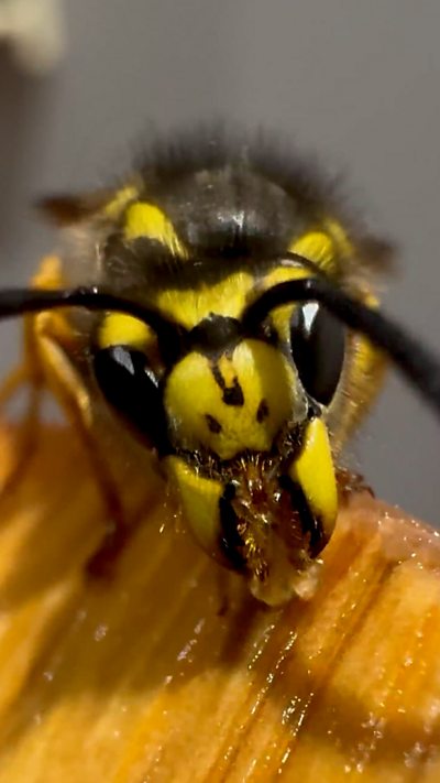 A close up footage of the face of a wasp. From William Roberts