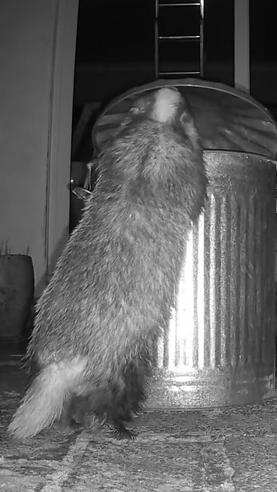 A badger climbs up into a bin full of bird food. From Trudy Smith