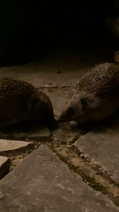 Two hedgehogs battle, nose to nose, on a patio. From Louise Lawrence