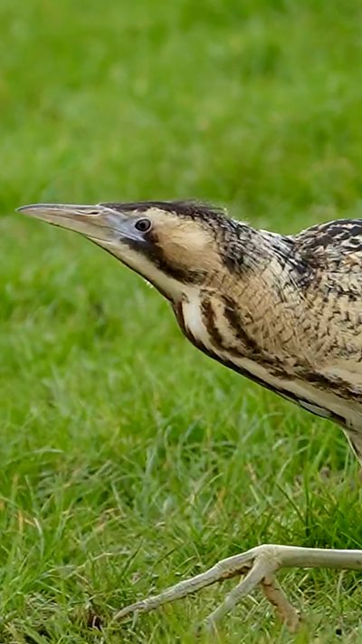 A bittern walks past the camera across some grass. From Jim Higham