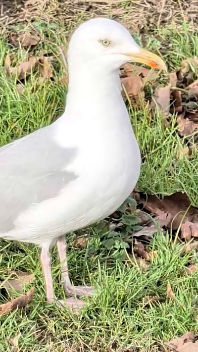 A herring gull stands on the grass looking at the camera. From Geoff Procter