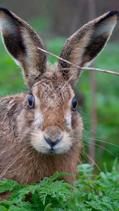 A brown hare pauses feeding to stare at the camera. From Jim Higham