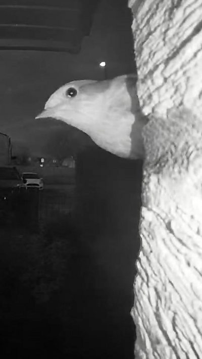 A robin perches on a wall, looking towards the camera. From Gavin Peterson