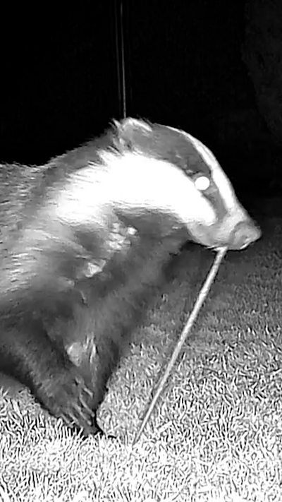 A badger pulls a huge worm out of the ground. From Robbie Alford