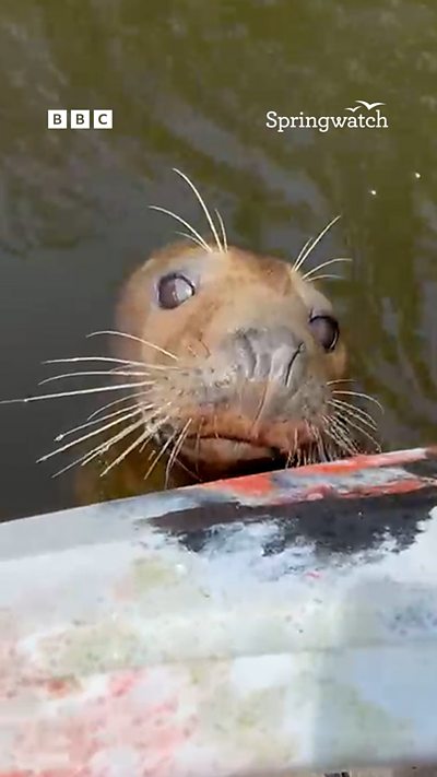 The head of a grey seal pops out of the water next to a kayak. From Sarah Wills