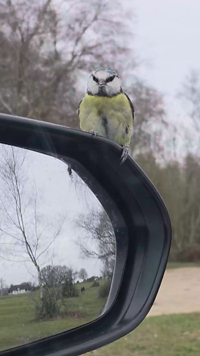A blue tit perches on the top of a car's wing mirror. From Mark Taylor