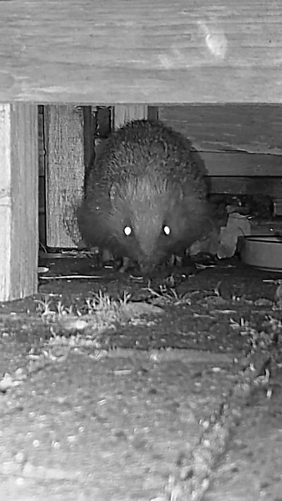 A hedgehog stares down the lens of a camera trap. From Martin Rice