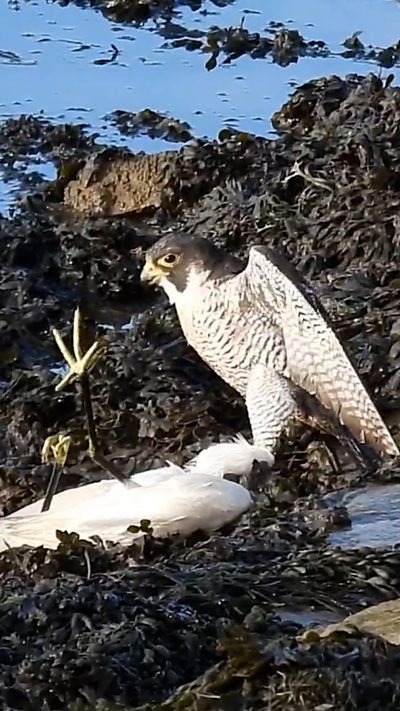 A peregrine falcon stands over the little egret that it has caught. From Brian Lloyd