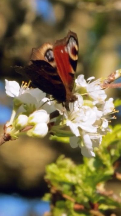 A peacock butterfly feeds on hawthorn blossom. From Daisy Brasington