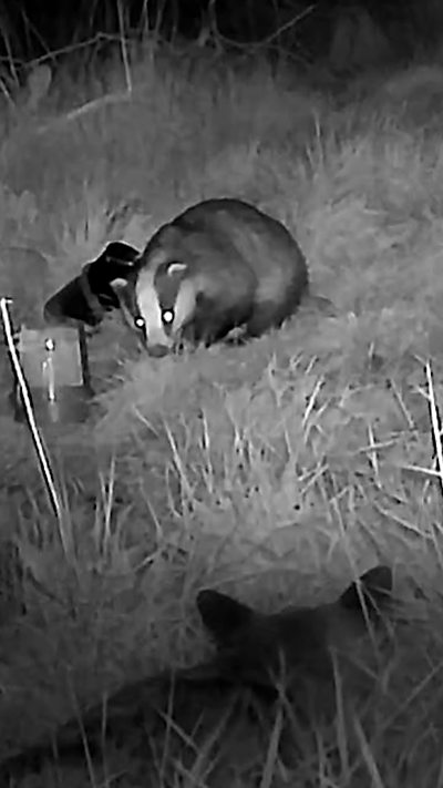 The back of a fox's head as it stares at a badger. From Steve Rigelsford