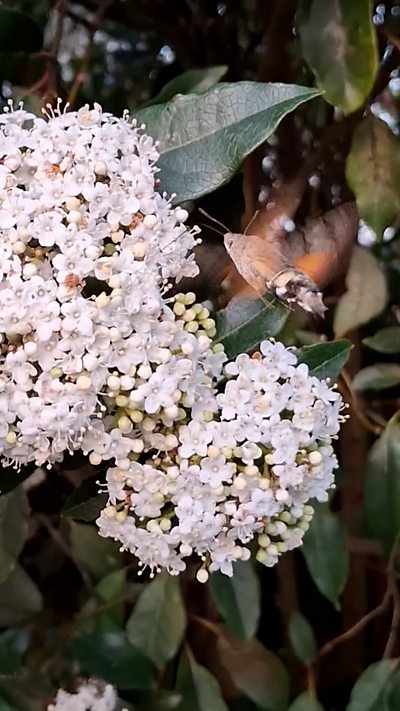 A hummingbird hawk-moth feeds on blossom. From Neil Rankin