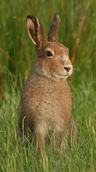 A hare looks towards the camera, surrounded by grass
