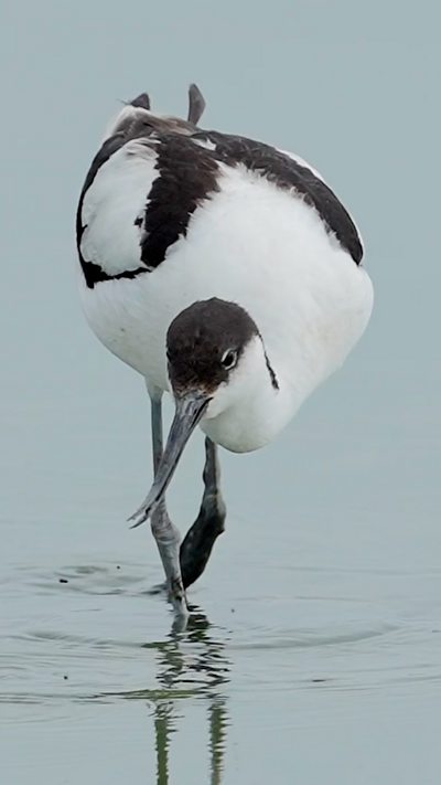 An avocet looks towards the camera while standing in shallow water. From Jim Higham