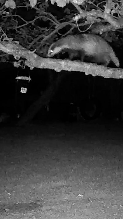 A black and white image of a badger walking along a branch. From Tony Nicholas