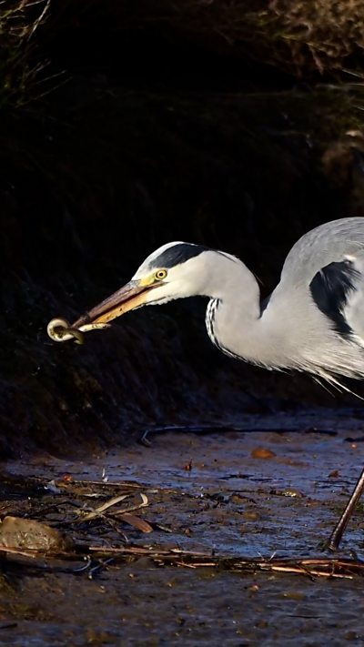 A grey heron with an eel in its beak. From Lee Hodge