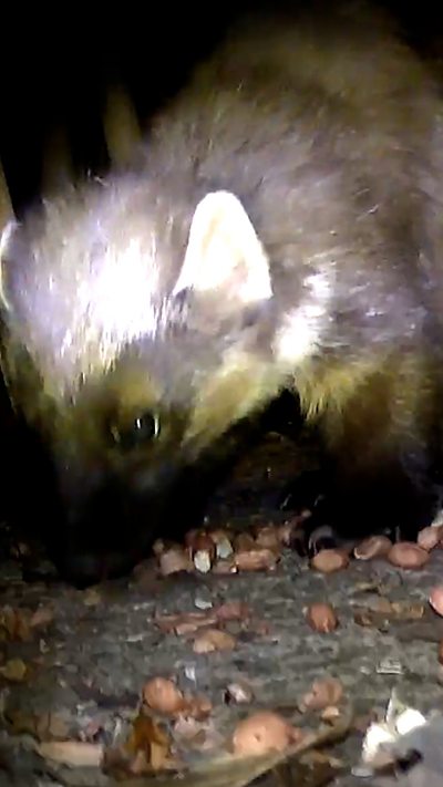 A close up shot of a pine marten's face as it feeds. From Cheryl Ratcliffe-Nye