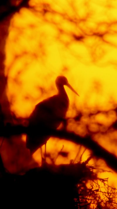 A white stork stands on a nest with the sun rising behind it