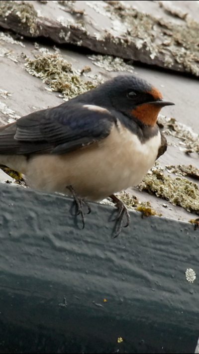 A swallow perches on the edge of a roof at Crom Estate, Northern Ireland