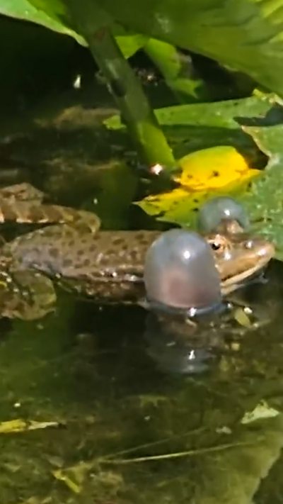 A marsh frog in the water with fully inflated vocal sacs. From Patrick Hopper