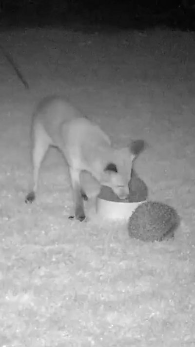 A fox and two hedgehogs around a food bowl on a lawn. From Chris Ducker