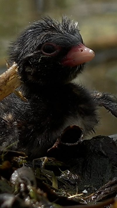 A little grebe chick looks at the camera from its nest