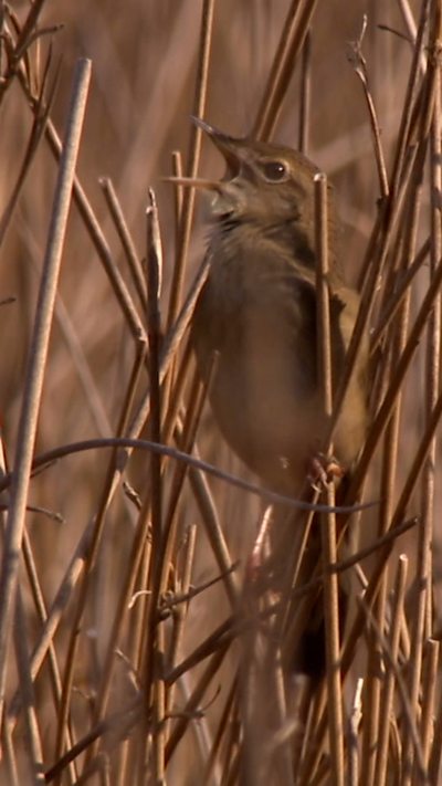 A grasshopper warbler perches while making its unique call