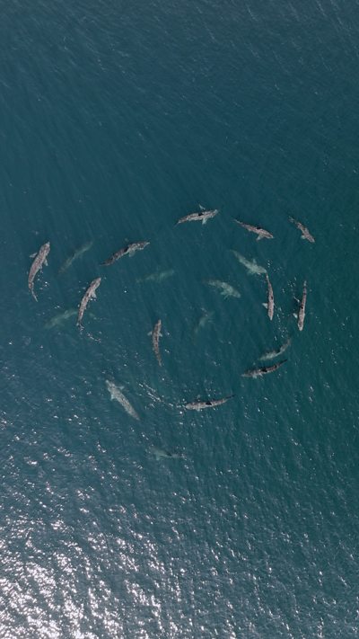 A number of basking sharks swim in a circle in the ocean