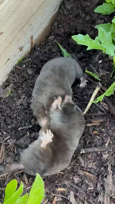 Two moles fight on the ground. From Timandra Dyer