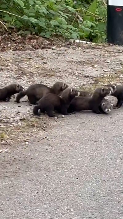 A family of polecats at the side of a road. From Adrian & Emma Merrett
