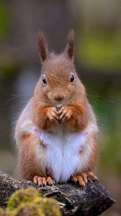 A red squirrel looks a straight at the camera while eating. From Louise Hawkins