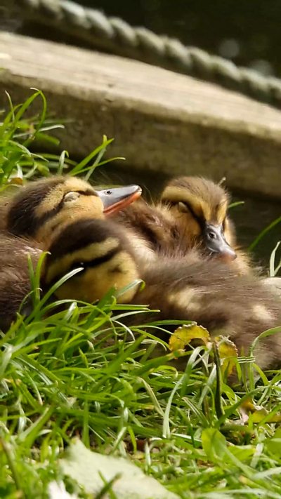 Three sleepy mallard ducklings in the grass. From Stewart Gillespie