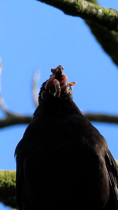 A blackbird with a beak full of worms and the blue sky behind. From Liza Rogers