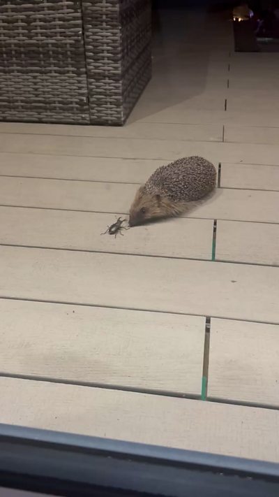 A hedgehog faces off with a stag beetle. From Tracy Bright