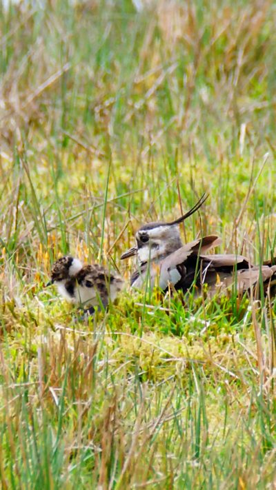 An adult lapwing with its chick, in the grass. From Jack D Gama