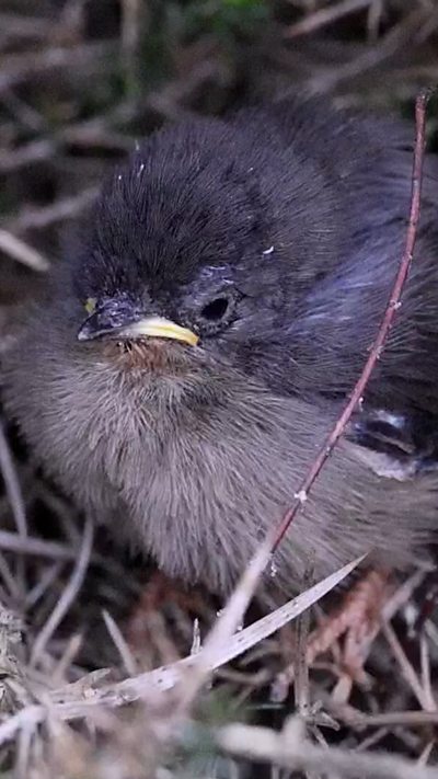 A young dartford warbler fledgling. From Adam Spruce