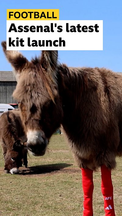 Donkey in Arsenal socks