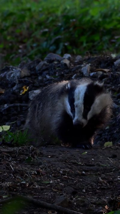 A badger emerges from its sett