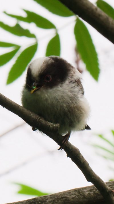 A fledgling long-tailed tit perches on a branch with a prey item in its mouth