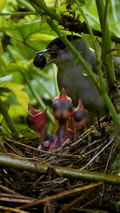 A male blackcap stands over the chicks in its nest with a berry in its mouth
