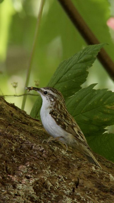 A treecreeper perches on the bark of a tree, with prey items in its beak