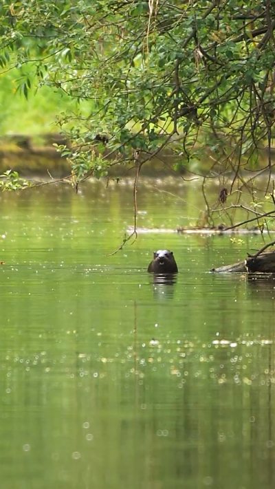 An otter stands in a river, with the branches of a tree hanging over it. From Liam O'Mara