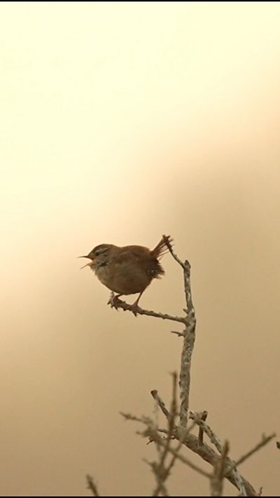 A wren sings while perching on a branch. From Jamie Summers