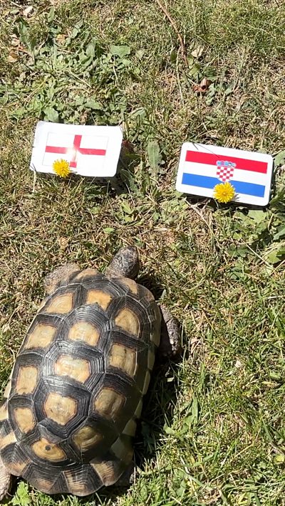A tortoise sits on a lawn in front of an England flag and a Croatian flag