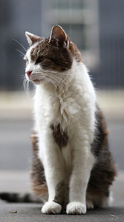 Larry the cat