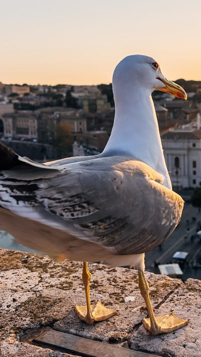 Seagulls swarming rubbish bins in Cathays have been picked up by a social media page