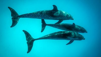Atlantic Spotted Dolphins in the waters of Bimini, The Bahamas.