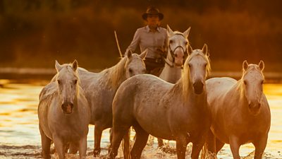 Horses in the Camargue, France