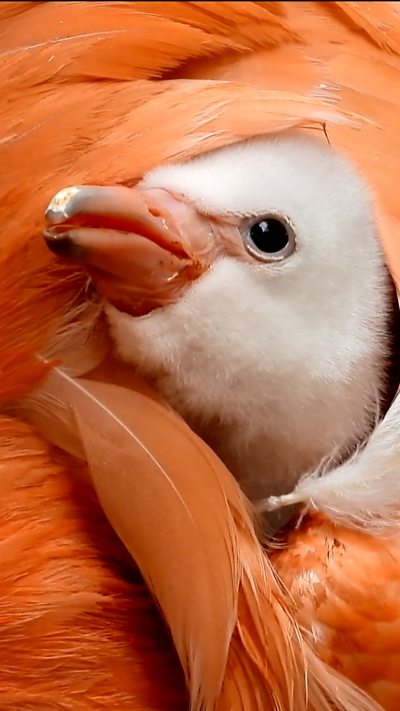 A picture of the flamingo chick. It has a white face.